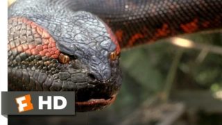 Anaconda (8/8) Movie CLIP – Swallowed Whole (1997) HD